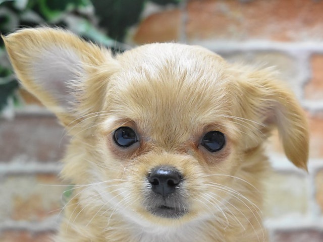 群馬県のハーフ犬・ミックス犬 (ペッツワンFC高崎東部店/2024年3月19日生まれ/女の子/レッド)の子犬